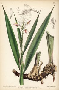 Petit galanga, Alpinia officinarum - Unbekannter Künstler