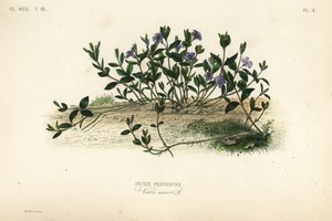 Petite pervenche, Vinca minor