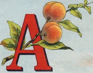 Lettre A : Abricot. Gravure dans "Alphabet de ma petite fille". Bernardin-Béchet et Fils, libraires-éditeurs, Paris, vers 1895. Album incassable sur toile. Bibliothèque des Bébés. - Unbekannt