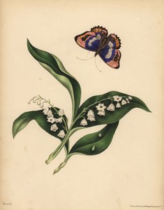 Les Muguets, Convallaria majalis, Pureté et retour du bonheur ; Le papillon empereur pourpre, Apatura iris, Immortalité de l
