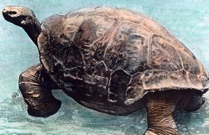 Vivre dans la mer - Unbekannter Künstler