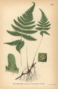 Fougère de hêtre longue, Phegopteris connectilis - Unbekannter Künstler