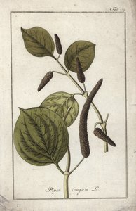 Plat de poivre long (Piper longum) - Unbekannter Künstler