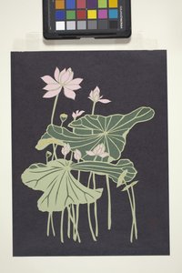 Lotus