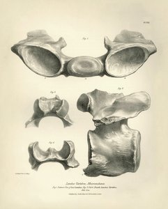 Vertèbre lombaire de Macrauchenia, un animal préhistorique, trouvée par Charles Darwin lors de son voyage d