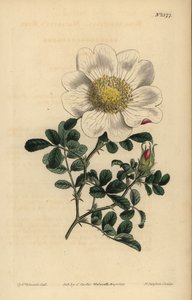 Rose de Macartney, Rosa bracteata - Unbekannt