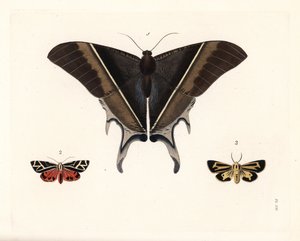 Papillon de nuit de Maclean, Lyssa macleayi 1, papillon de nuit cinnabar, Callimorpha phyllira 2, et papillon de nuit tigre Nais, Apantesis nais 3. Lithographie coloriée à la main de la nouvelle édition de « Illustrations of Exotic Entomology » de Dru Drur - Unbekannter Künstler