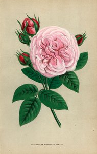 Rose Madame Hippolyte Jamain, hybride élevée par Monsieur Garcon de Rouen en 1871 et dédiée à la femme de l