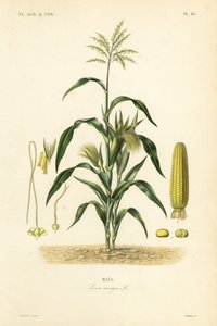 Maïs, Zea mays