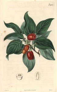 Cornouiller mâle, branche avec fruits. Illustration de C. Curtis, gravure de Weddell. Eau-forte dans The Curtis Botanical Magazine, par Samuel Curtis - Unbekannter Künstler