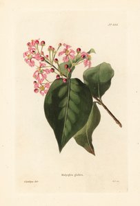 Malpighia glabra - Unbekannter Künstler