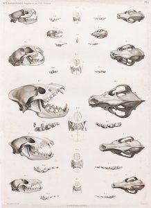 Mammifères : Crânes de carnivores - Unbekannt