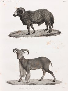 Mammifères : un bélier à grande queue et un mouflon à manchettes - Unbekannt