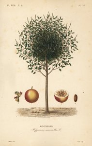 Manchineel, Hippomane mancinella - Unbekannt