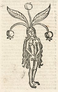 Mandragore (forme féminine)