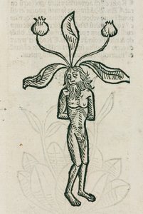 Mandragore