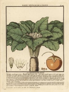 Mandragore, Mandragora officinarum