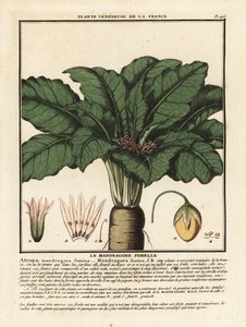 Mandragore, Mandragora officinarum