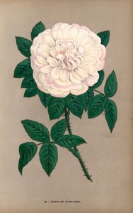 Marie de Saint-Jean rose, variété de la rose de Portland, Rosa portlandica, élevée par Monsieur Damaizin à Lyon en 1869. Chromolithographie dessinée et lithographiée d