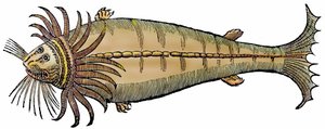 Créature marine, xylographie tirée de "Paralipomena accuratissima historiae omnium animalium quae in voluminibus Aldrovandi desiderantur" par Bartholomaeus Ambrosinus - Unbekannter Künstler