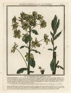 Euphorbe des marais, Euphorbia palustris