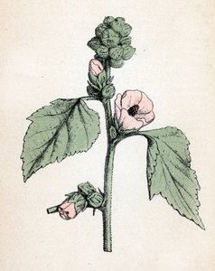 Guimauve officinale (Althaea officinalis) (Guimauve blanche) Planche botanique de l