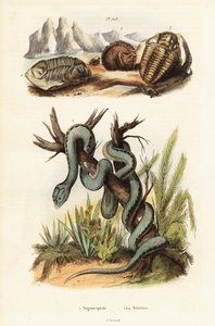 Vipère de Martinique et trilobites éteints - Unbekannter Künstler