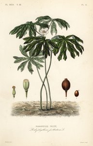 Podophylle pelté, Podophyllum peltatum - Unbekannt