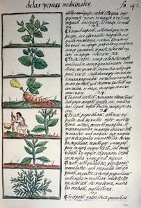 Plantes médicinales, texte en nahuatl, d