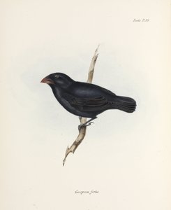 Pinson moyen, Îles Galápagos, vers 1832-1836 - Unbekannter Künstler
