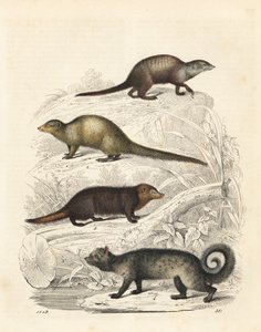 Suricate, Suricata suricatta 1, mangouste grise indienne, Herpestes edwardsii 2, kusimanse commun, Crossarchus obscurus 3, et civette palmiste asiatique, Paradoxurus hermaphroditus 4. Lithographie coloriée à la main du "Livre du Monde" de Carl Hoffmann, St - Unbekannter Künstler