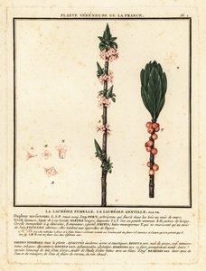 Bois-joli, Daphne mezereum - Unbekannter Künstler