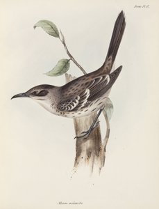 Moqueur, Îles Galápagos, vers 1832-1836