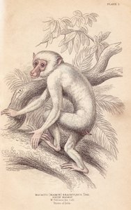 Macaque maure, Macaca maura (Macacus maimon brachyurus). Maimon blanc, considéré comme un juvénile albinos. Gravure sur acier colorée par Lizars d
