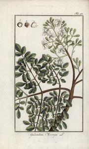 Moringa (Moringa oleifera) - Unbekannter Künstler