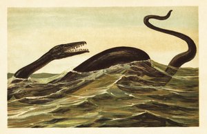 Mosasaurus hoffmannii, reptile aquatique éteint. 1908