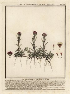 Immortelle des montagnes, Antennaria dioica - Unbekannter Künstler