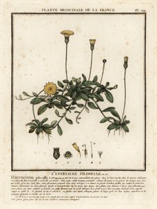 Épervière piloselle, Pilosella officinarum