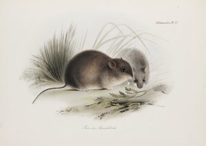 Souris, Terre de Feu, Amérique du Sud, vers 1832-1836