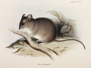 Souris, vers 1832-1836
