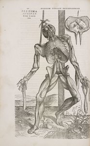 Muscles Vue de face des muscles profonds du corps humain masculin - Unbekannt