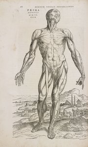 Muscles Vue de face des muscles superficiels du corps humain masculin - Unbekannt