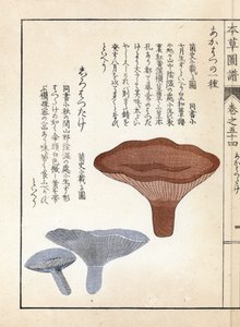 Champignons : akahatsu lacatire et shirohatsudake blanc - Estampe japonaise par Kanen Iwasaki (1786-1842), de "Honzo Zufu", guide illustratif des plantes médicinales - Unbekannter Künstler