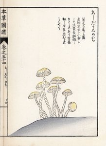Champignons : shimeji ashitaka - Estampe japonaise par Kanen Iwasaki (1786-1842), de "Honzo Zufu", guide illustratif des plantes médicinales - Unbekannter Künstler