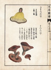 Champignons : variétés de lactaires précoces (comestibles) - Estampe japonaise par Kanen Iwasaki (1786-1842), de "Honzo Zufu", guide illustratif des plantes médicinales - Unbekannter Künstler