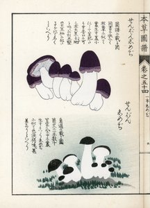 Champignons : variétés de shimeji (comestibles) - Estampe japonaise par Kanen Iwasaki (1786-1842), de "Honzo Zufu", guide illustratif des plantes médicinales