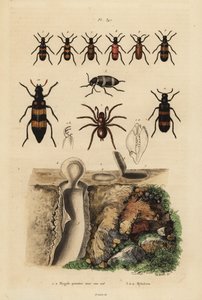 Mygale à porte-trappe et son nid, et coléoptères, espèces de Mylabris - Unbekannt