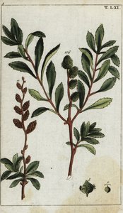 Myrica gale - Unbekannter Künstler