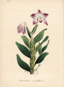 Dendrobium à tige en collier ou orchidée sekikoku, Dendrobium moniliforme. Zincographie coloriée à la main par C. Chabot dessinée par Miss M. A. Burnett de son ouvrage Plantae Utiliores: or Illustrations of Useful Plants, Whittaker, Londres - Unbekannter Künstler