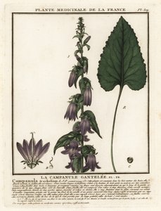 Campanule à feuilles d